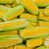 Kandy Korn Corn – 30 Seeds