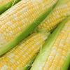 Peaches & Cream Corn – 30 Seeds