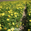 Lemon Sulphur Dwarf Cosmos – 100 Seeds