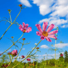 Sea Shells Cosmos – 100 Seeds