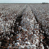 Upland Cotton – 20 Seeds
