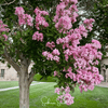 Crape Myrtle – 50 Seeds