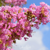 Crape Myrtle – 50 Seeds