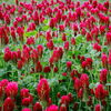 Crimson “Dixie” Clover – 1,000 Seeds