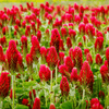 Crimson “Dixie” Clover – 1,000 Seeds