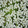 Cumin – 100 Seeds