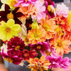 Early Bird Dahlia – 25 Seeds