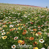 Painted Daisy – 100 Seeds
