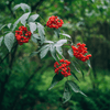 Elderberry Seed Collection (American Black • Red • Blue)