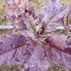 Red Oaxaca Epazote – 100 Seeds