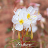 Pale Evening Primrose – 100 Seeds