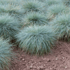 Blue Fescue – 100 Seeds