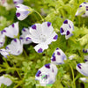 Five Spot – 50 Seeds