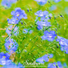Blue Flax – 100 Seeds