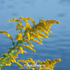 Showy Goldenrod – 100 Seeds
