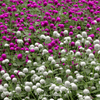 Globosa Mix Gomphrena – 50 Seeds