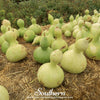 Birdhouse Bottle Gourd – 15 Seeds
