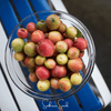 Guava – 25 Seeds