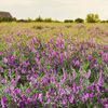 Hairy Vetch – 100 Seeds