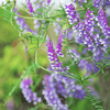 Hairy Vetch – 100 Seeds