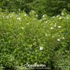 Rose Mallow Hibiscus – 25 Seeds