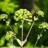 Holy Ghost Angelica – 50 Seeds