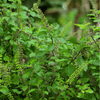 Holy Tulsi Basil – 250 Seeds