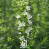 White Hyssop – 50 Seeds
