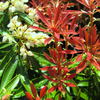Mountain Fire Andromeda (PIERIS JAP. MOUNTAIN FIRE) - 3 gallon 12"