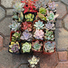 Pink Pack - 20 gorgeous 2” succulents + one FREE