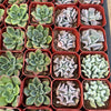 20-Pack of COLORFUL 2" Succulents