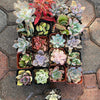 Pink Pack - 20 gorgeous 2” succulents + one FREE