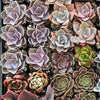 20-Pack of COLORFUL 2" Succulents