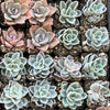 20-Pack of COLORFUL 2" Succulents
