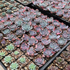 20-Pack of COLORFUL 2" Succulents