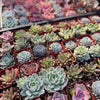 20-Pack of COLORFUL 2" Succulents