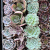 20-Pack of COLORFUL 2" Succulents