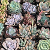 20-Pack of COLORFUL 2" Succulents