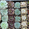 20-Pack of COLORFUL 2" Succulents