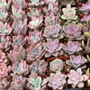 20-Pack of COLORFUL 2" Succulents