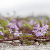 Kenilworth Ivy – 100 Seeds