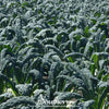 Lacinato "Dinosaur" Kale – 250 Seeds