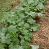 Premier Kale – 250 Seeds