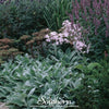 Lamb’s Ear – 50 Seeds