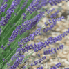 English Lavender – 100 Seeds