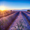 English Lavender – 100 Seeds