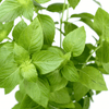 Lemon Basil – 250 Seeds