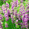 Lemon Bee Balm (Lemon Mint) – 100 Seeds