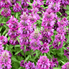 Lemon Bee Balm (Lemon Mint) – 100 Seeds