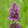 Lemon Bee Balm (Lemon Mint) – 100 Seeds